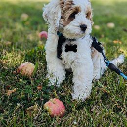 Cockapoo Puppies from Lulu's Cockapoos