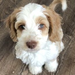 Australian Labradoodle Puppies from Grand Peaks Labradoodles