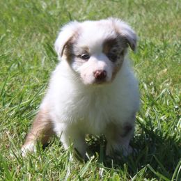 Lexi (2 bright blue eyes) - Red merle Australian Shepherd puppy in Roanoke, Virginia from Miniature Angels Farm