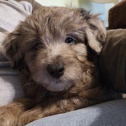 Aussiedoodle, Poodle, and Toy Australian Shepherd Puppies from Wild Farm Puppies