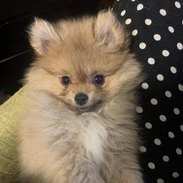 Pomeranian Puppies from Precious Puff Poms