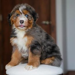 Laurel - Merle female Bernedoodle puppy in Dundee, Ohio from Down Home Doodle