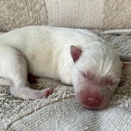 Blu - White male Siberian Husky puppy in Union Grove, Alabama from Southern Siberian Life