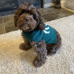 Cockapoo Puppies from Coco's Cocopuffs