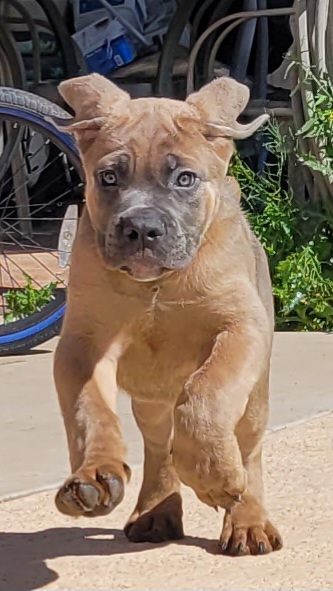Cane Corso Puppies from Marcus Attilius Cane Corso