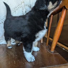 Australian Shepherd Puppies from Blosenski Aussies