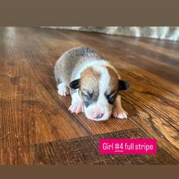 Girl 4 - Sable female Pembroke Welsh Corgi puppy in Greenwood, South Carolina from JOY Farms