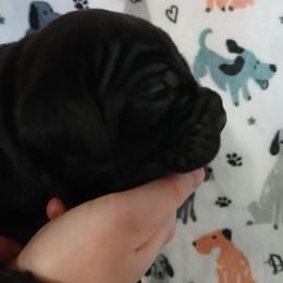 Blue collar - Black male Cane Corso puppy in Los Lunas, New Mexico from Top Gun Kennels NM