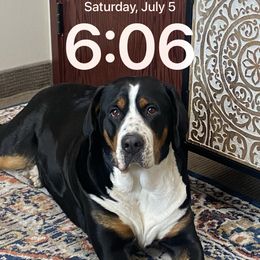 Greater Swiss Mountain Dog All Grown Up from Bugyal Kennel