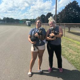 Doberman Pinscher Puppies from Aaliyah’s Dobies