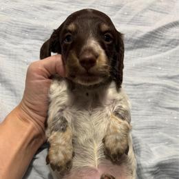 Smores - Piebald female Dachshund puppy in Bradenton, Florida from Leah’s Suncoast Doxies