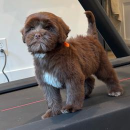 Reese - Chocolate female Australian Labradoodle puppy in Nashville, Tennessee from SF Australian Labradoodles