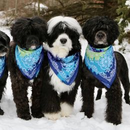 Portuguese Water Dogs from Cindel Portuguese Water Dogs