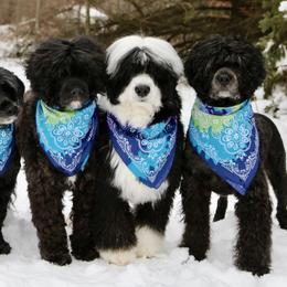 Portuguese Water Dogs from Cindel Portuguese Water Dogs