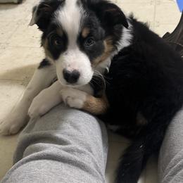Black tri male w tail - Black tri-color male Australian Shepherd puppy in Middletown, Delaware from Everline Aussies