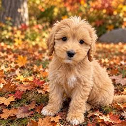 Johnny - Cream male Goldendoodle puppy in Swartz Creek, Michigan from Michigan Doodles