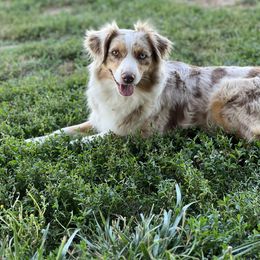 Waffles - Miniature Australian Shepherd