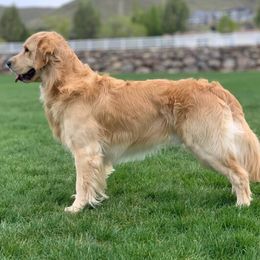 Golden Retrievers from Alicia Thompson's Golden Retrievers