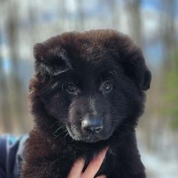 Bear READY NOW - Black male German Shepherd puppy in White Cloud, Michigan from Von WestLynn German Shepherds