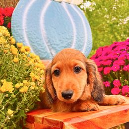 Sunny 3200 - Red male Dachshund puppy in Sylvania, Alabama from Yancey’s Doxies
