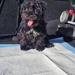 Miniature Schnauzer Puppies from Du Lac Miniature Schnauzers
