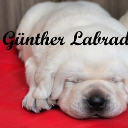 Labrador Retriever Puppies from Günther Labradors