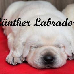 Labrador Retriever Puppies from Günther Labradors