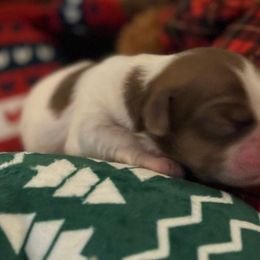 Patty - Shih Tzu puppy from P and J Farms