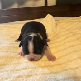 Oakley Boy 4 - Black brindle and white male Boston Terrier puppy in Brookville, Ohio from Best Friend Bostons