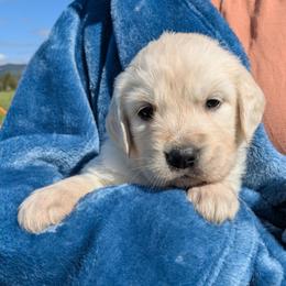 Blue - Light golden male Golden Retriever puppy in Roseburg, Oregon from Unbound Goldens
