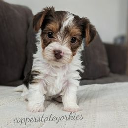 Maple - Parti female Yorkshire Terrier puppy in Goodyear, Arizona from Copper State Yorkies