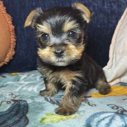 Girl 2 (purple) - Black and gold female Yorkshire Terrier puppy in New Albany, Mississippi from Hardy Kennel