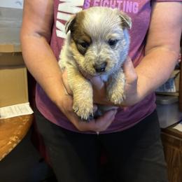 Female 01 - Red speckled female Australian Cattle Dog puppy in Sheridan, Oregon from 6pk Cattledogs