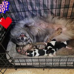 Boy 5 - Black parti male Pomeranian puppy in Lore City, Ohio from Tonia's Pomeranians