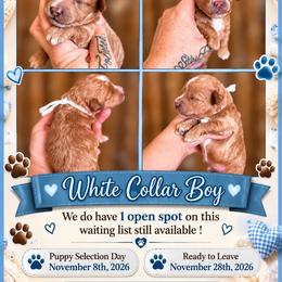 Sunshines Fall Harvest Boys Pumpkin - Red male Cavapoo puppy in Harrah, Oklahoma from Sunshines Pomeranians & Cavapoos