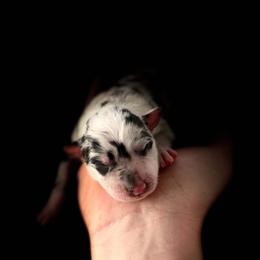 Fried - Blue merle female Border Collie puppy in New Mexico from Twisted Biscuit Border Collies