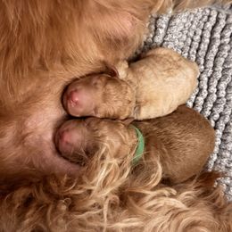 Goldendoodle puppies from Miami Mini Doodles