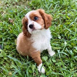 Blenheim Boy 2 - Blenheim male Cavalier King Charles Spaniel puppy in Raymondville, Missouri from Puppy PlayPen