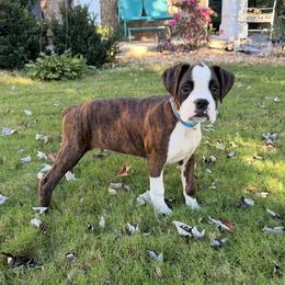 Paul Revere (Revere) - Brindle male Boxer puppy in Georgia from Stephanie’s Boxers
