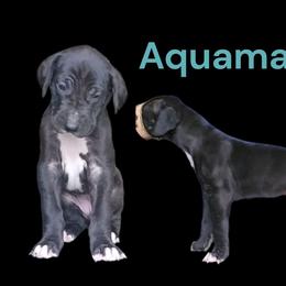 Aquamarine - Black female Great Dane puppy in Brookings, South Dakota from Debonair Danes