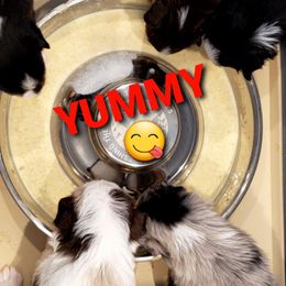 Toy Australian Shepherd Puppies from Reflections of Star Crest Kennel