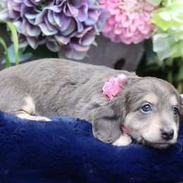 Dachshund Puppies from Bowdachs Cream Pies