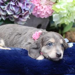 Dachshund Puppies from Bowdachs Cream Pies