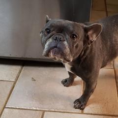 French Bulldogs from Tia's French Bulldogs