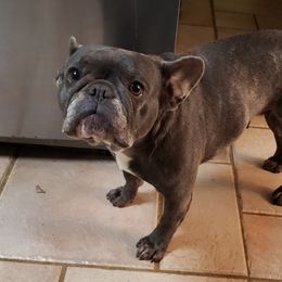French Bulldogs from Tia's French Bulldogs
