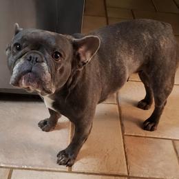 French Bulldogs from Tia's French Bulldogs