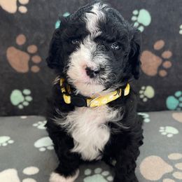 Yellow - Black and white female Sheepadoodle puppy in Archer, Florida from Gainesville Sheepadoodles
