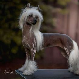 Dolce - Chinese Crested