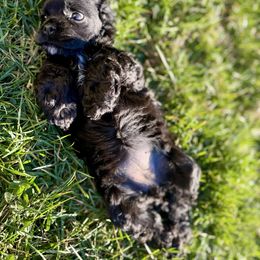 Cocker Spaniel Puppies from Priceless Pups