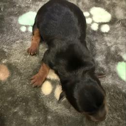 Right Black Traditional Boy - Black and tan male Yorkshire Terrier puppy in North Las Vegas, Nevada from KD's Yorkshire Terriers